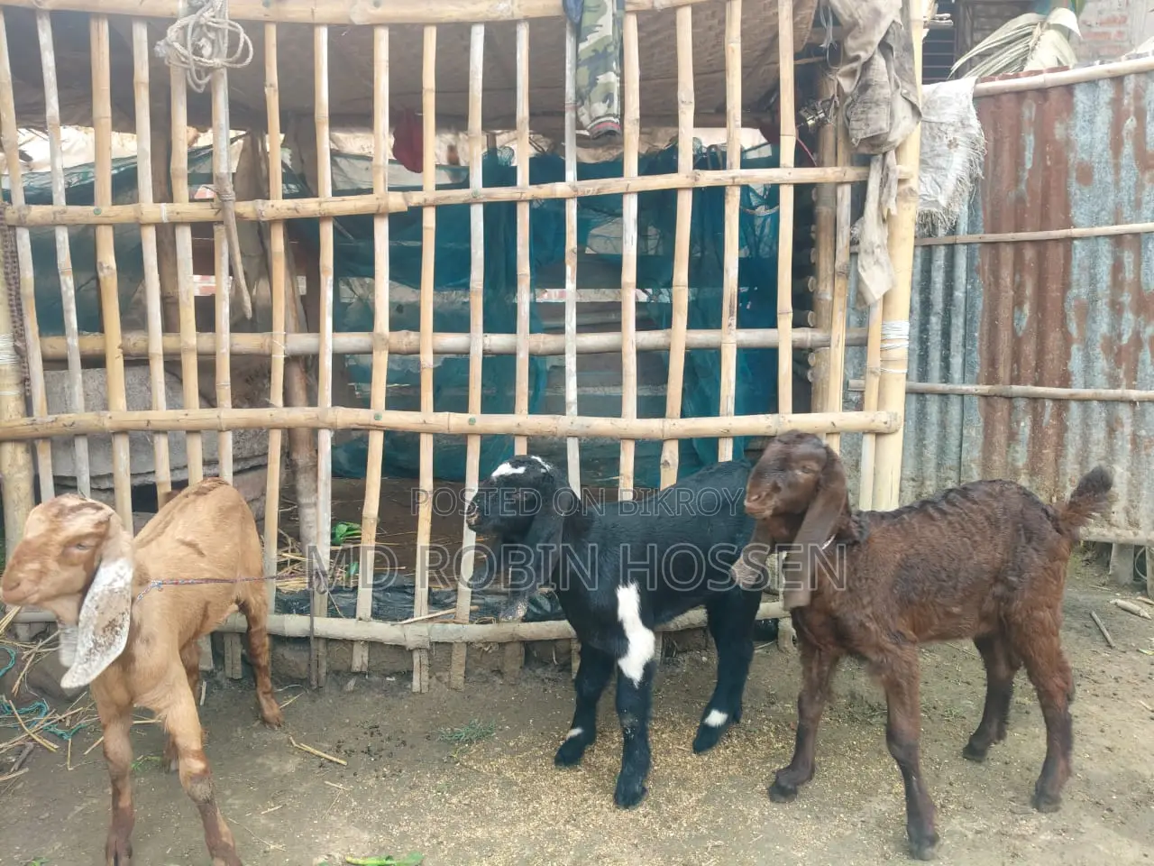 Totapuri Goat Kids