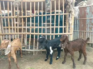 Totapuri Goat Kids