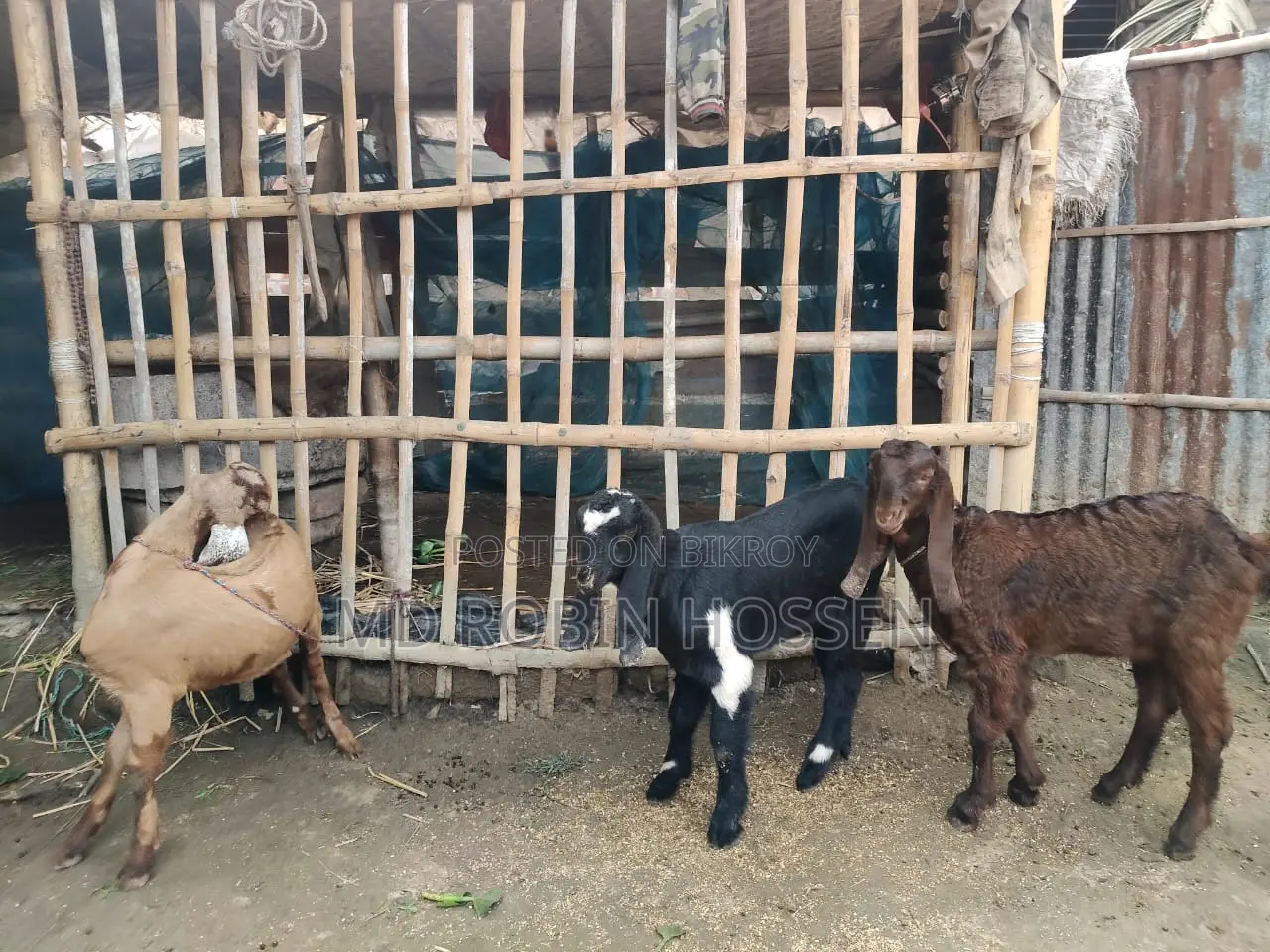 Totapuri Goat Kids