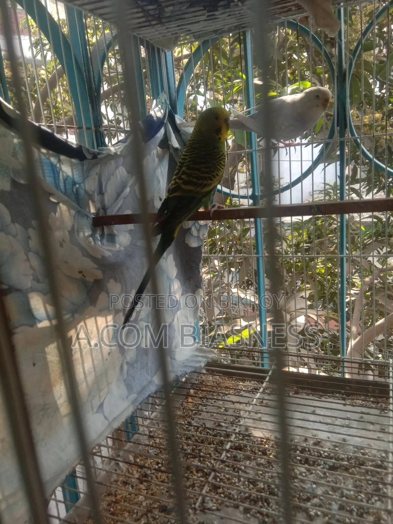 2 pairs of Budgerigars and one female for sale