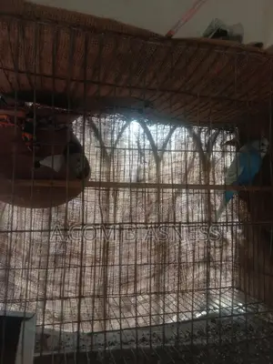 2 pairs of Budgerigars and one female for sale