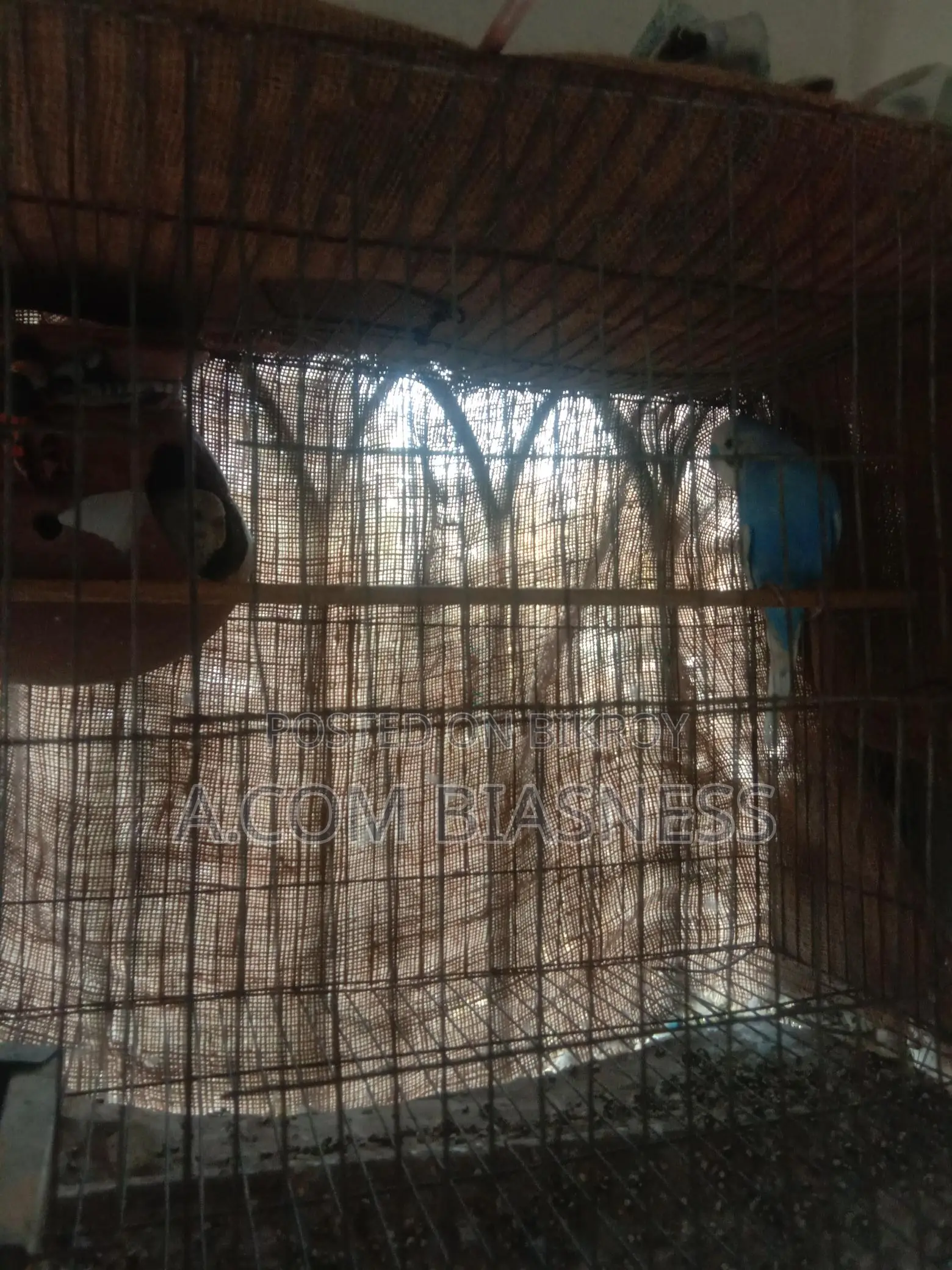 2 pairs of Budgerigars and one female for sale