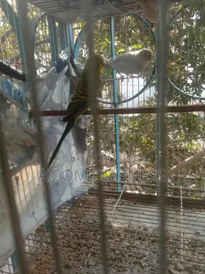 2 pairs of Budgerigars and one female for sale