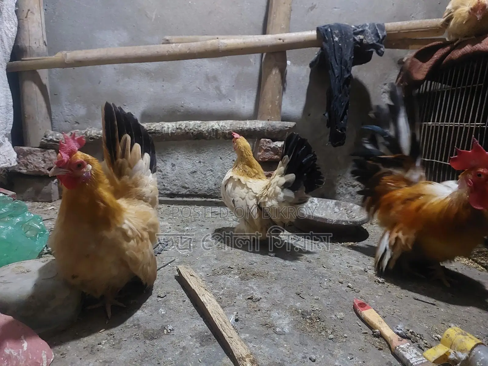 Japanese Chicken 4pcs 5kg