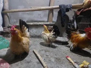 Japanese Chicken 4pcs 5kg