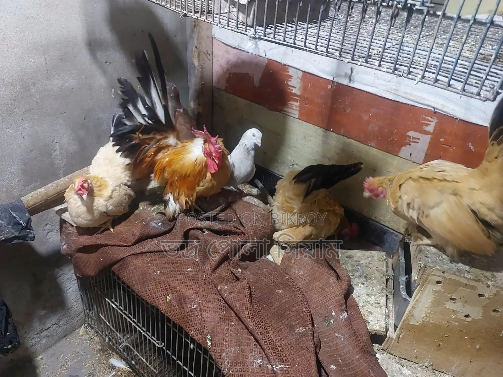 Japanese Chicken 4pcs 5kg