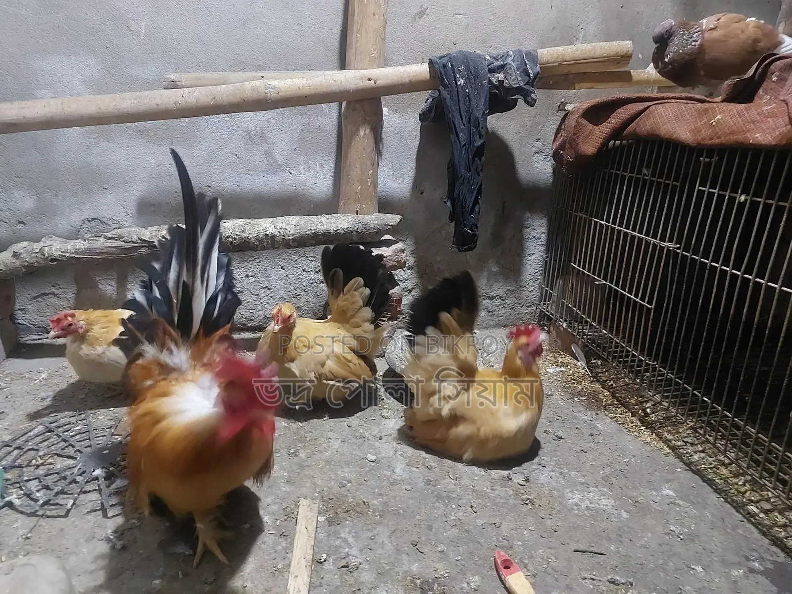 Japanese Chicken 4pcs 5kg