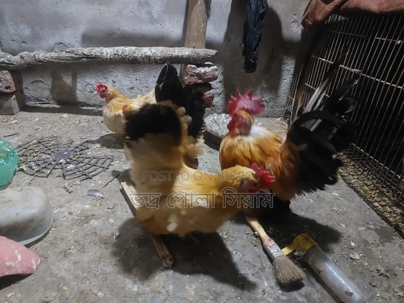 Japanese Chicken 4pcs 5kg