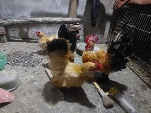 Japanese Chicken 4pcs 5kg