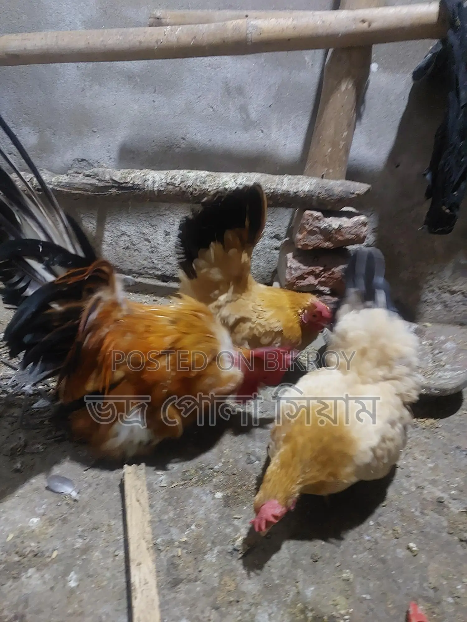 Japanese Chicken 4pcs 5kg
