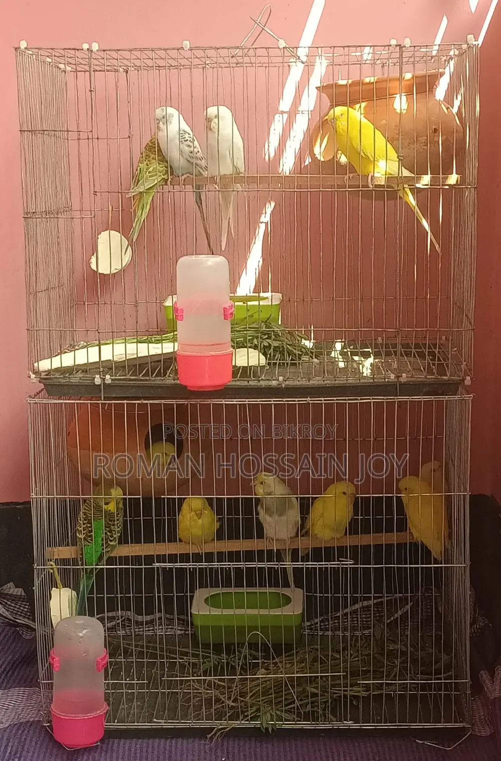 Budgerigar Birds