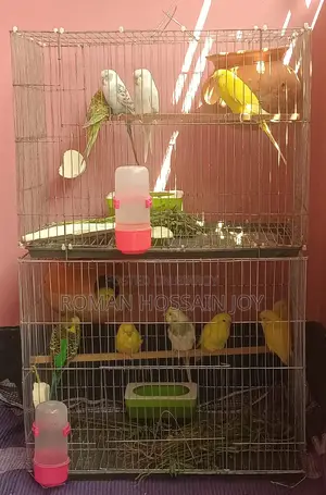 Budgerigar Birds