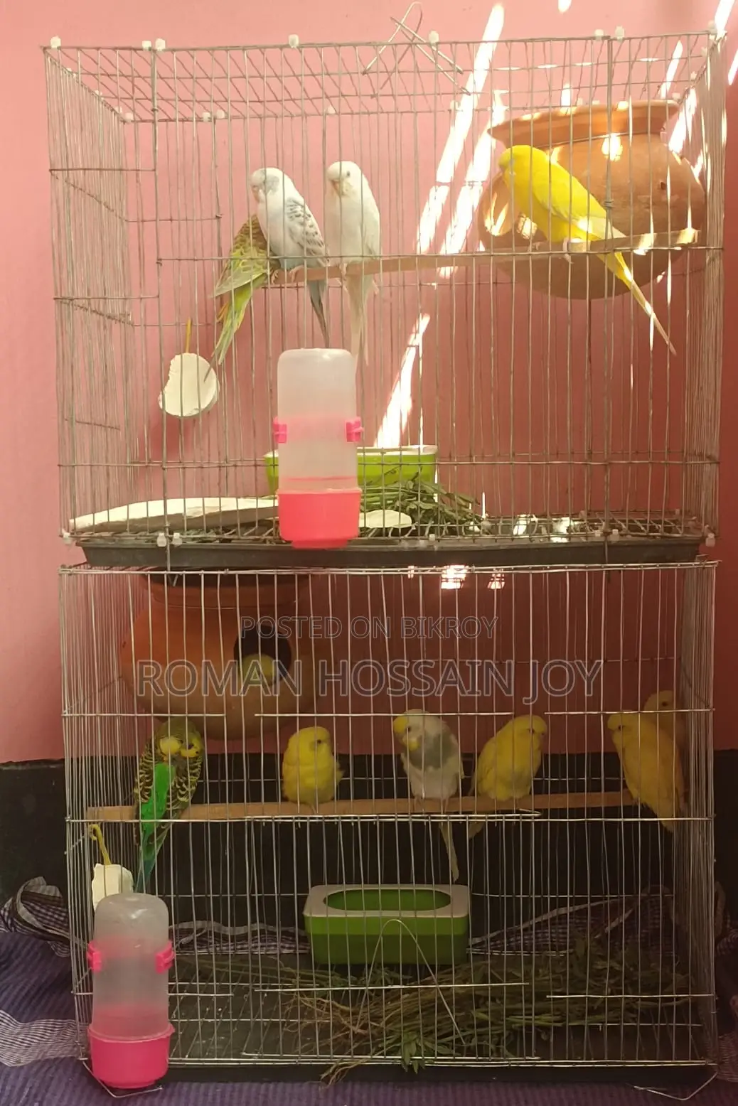 Budgerigar Birds