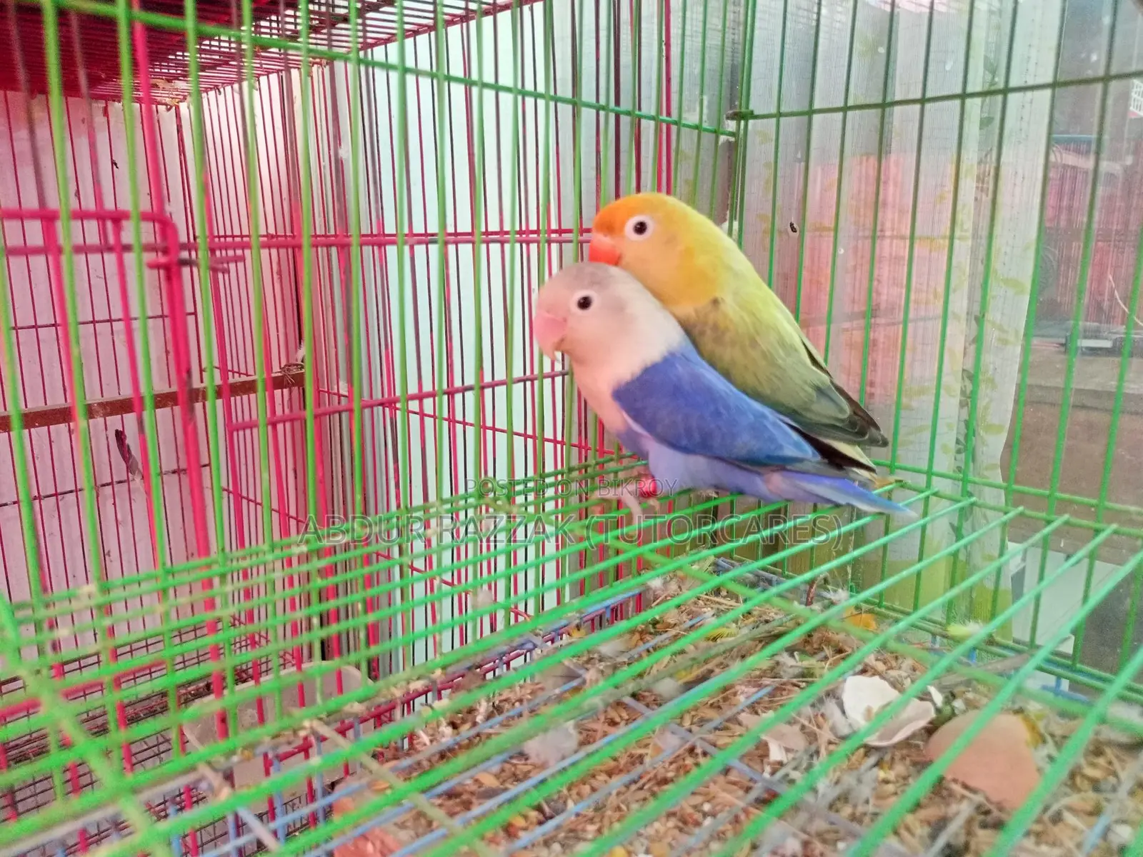 Parblue Love Bird