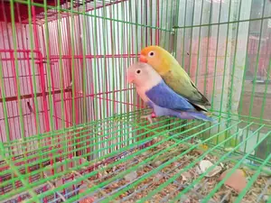 Parblue Love Bird