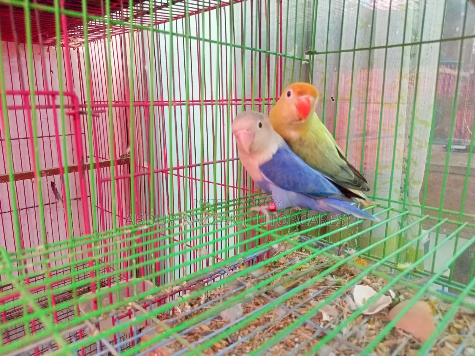 Parblue Love Bird