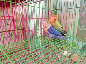 Parblue Love Bird