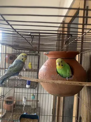 Rainbow and Green Opaline Running Budgies Pair