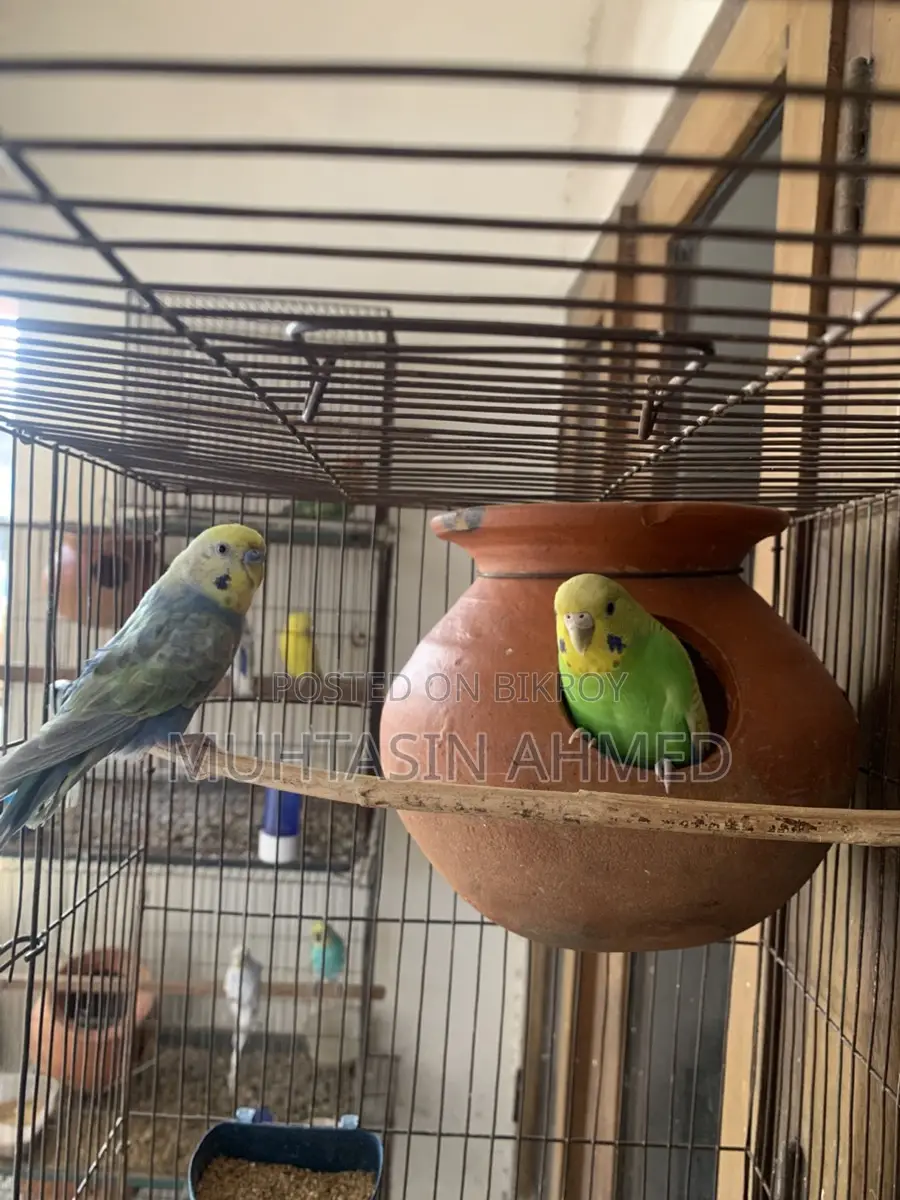 Rainbow and Green Opaline Running Budgies Pair