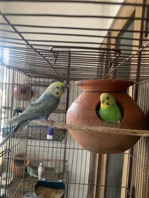 Rainbow and Green Opaline Running Budgies Pair