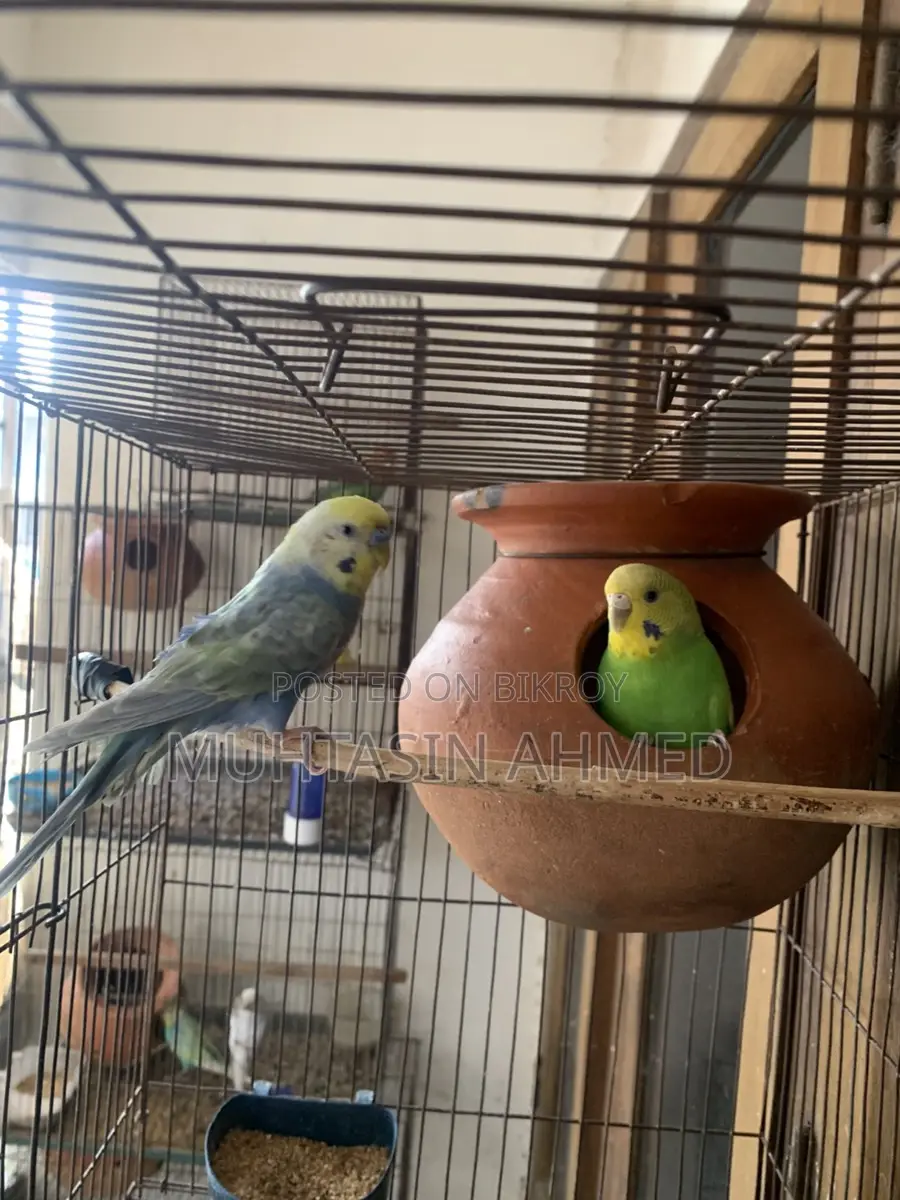 Rainbow and Green Opaline Running Budgies Pair