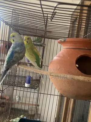 Rainbow and Green Opaline Running Budgies Pair