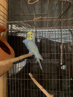 Rainbow and Green Opaline Running Budgies Pair