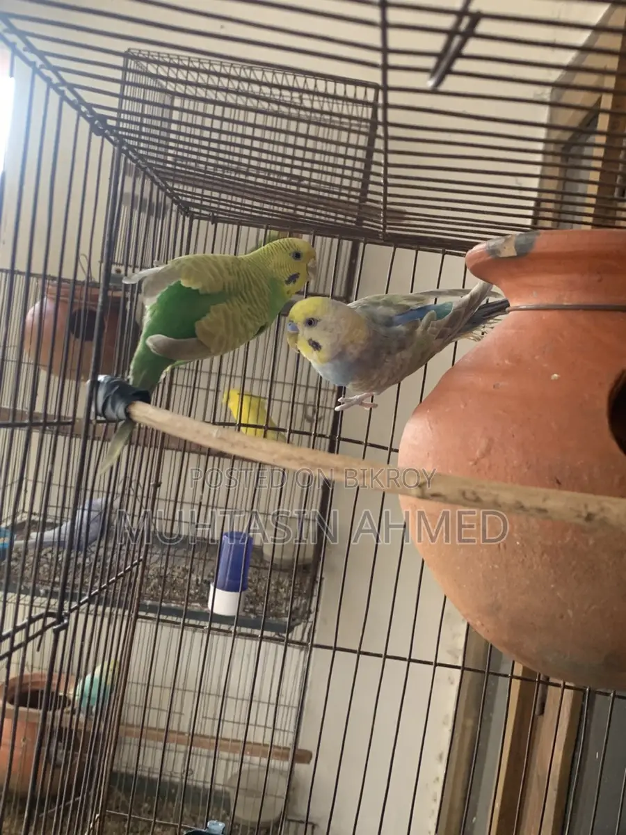 Rainbow and Green Opaline Running Budgies Pair