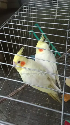 Cockatiel Birds