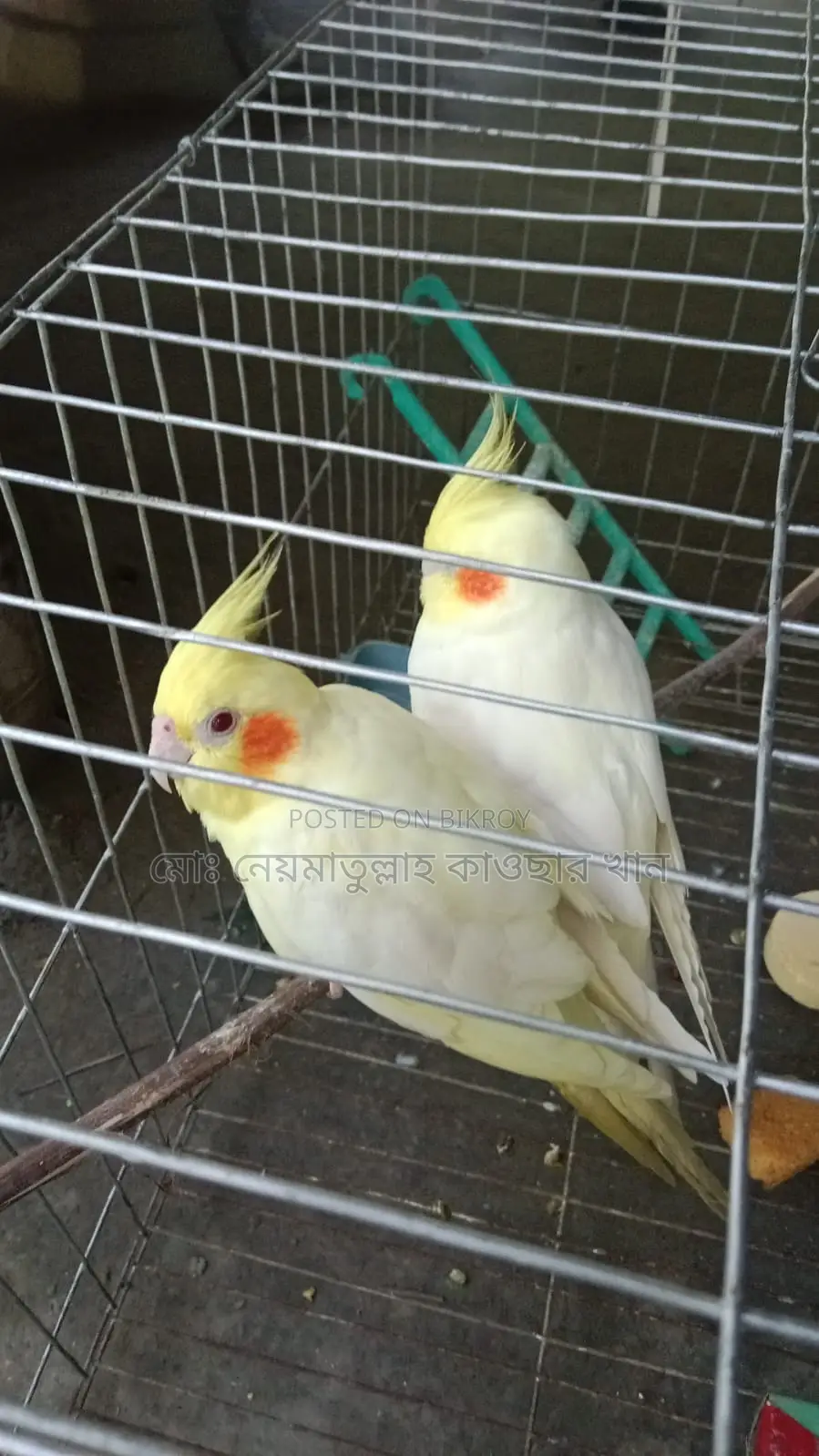 Cockatiel Birds