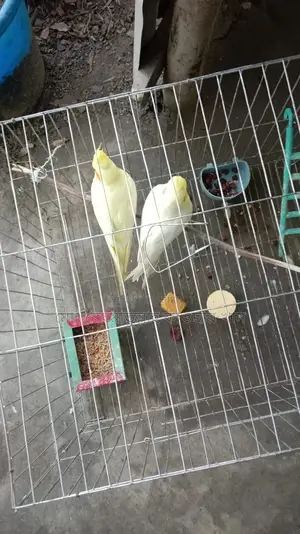 Cockatiel Birds