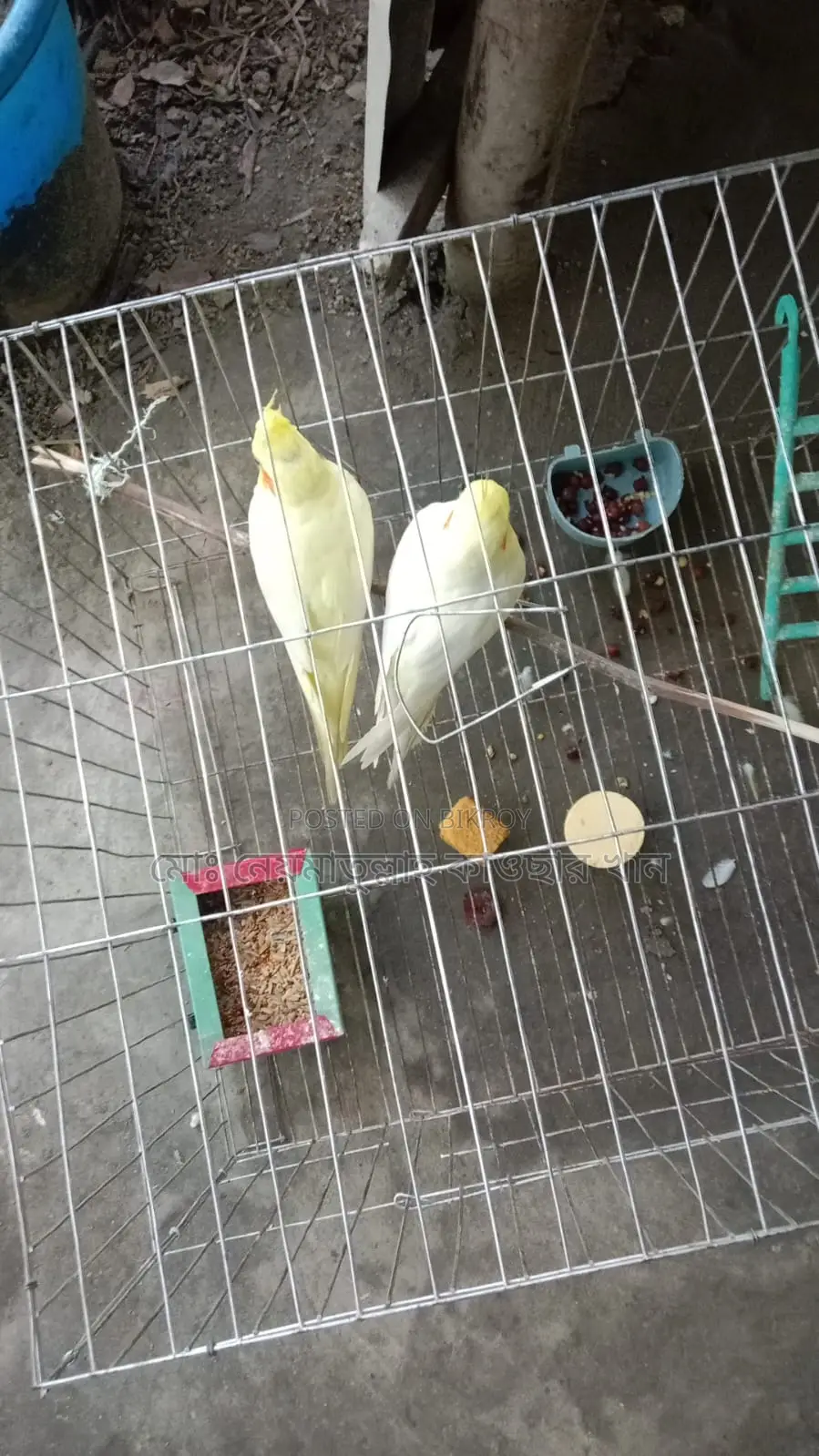 Cockatiel Birds