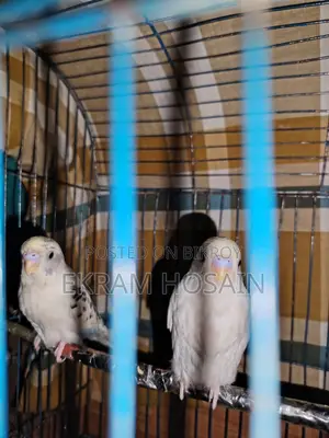 Budgerigar Baby For Sale