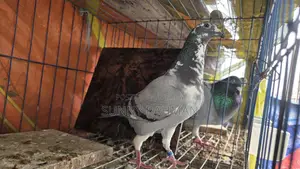 Some pigeons from Brpel Club