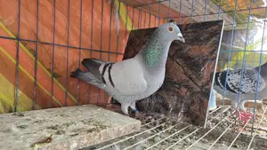 Brpel Club Ar Kisu Kobutor