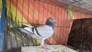 Some pigeons from Brpel Club