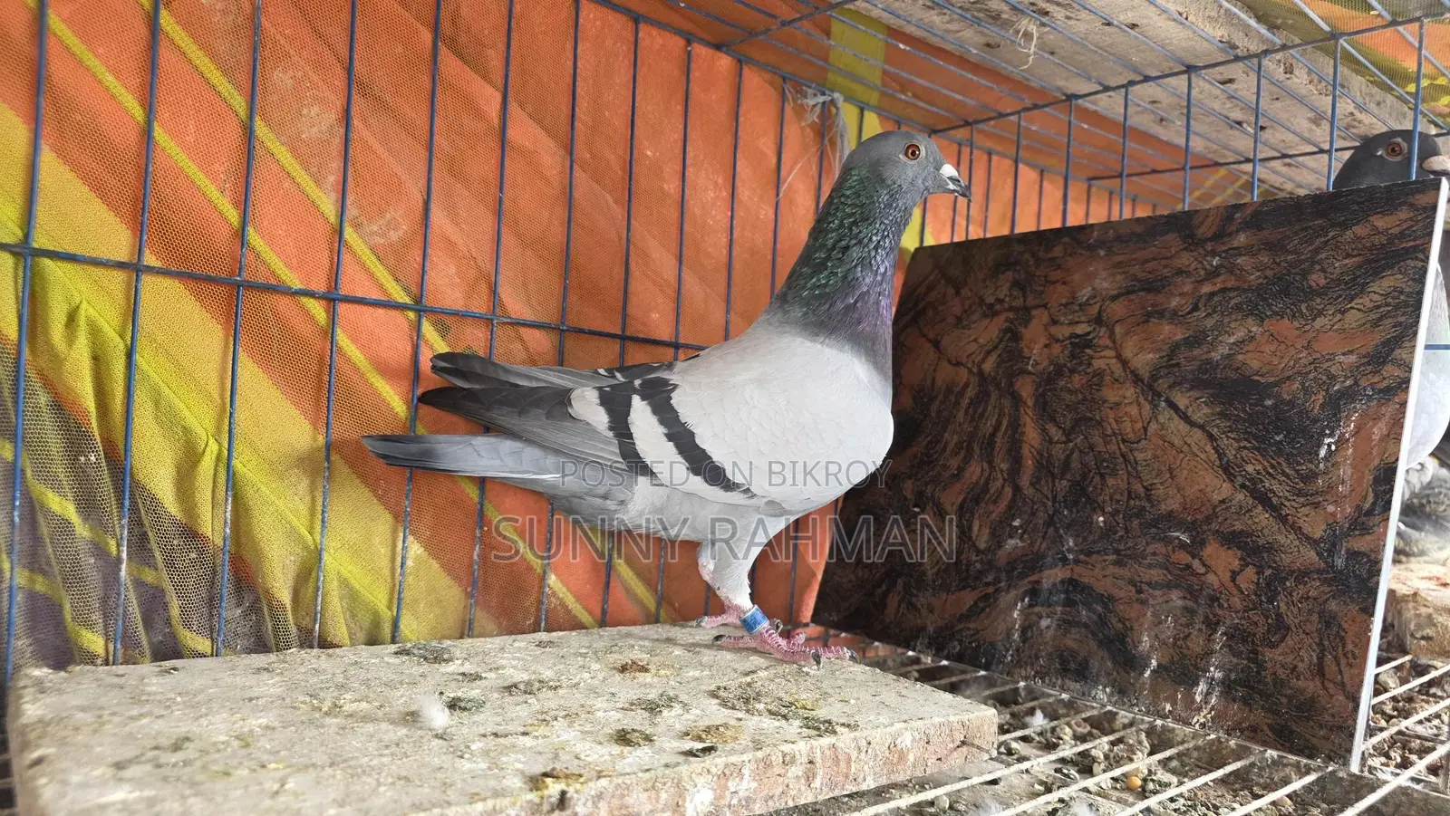 Some pigeons from Brpel Club