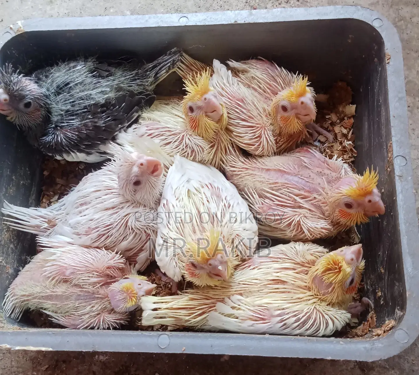 Cockatiel Birds