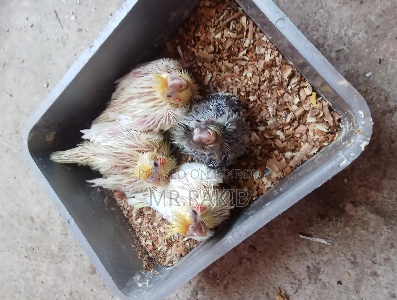 Cockatiel Birds