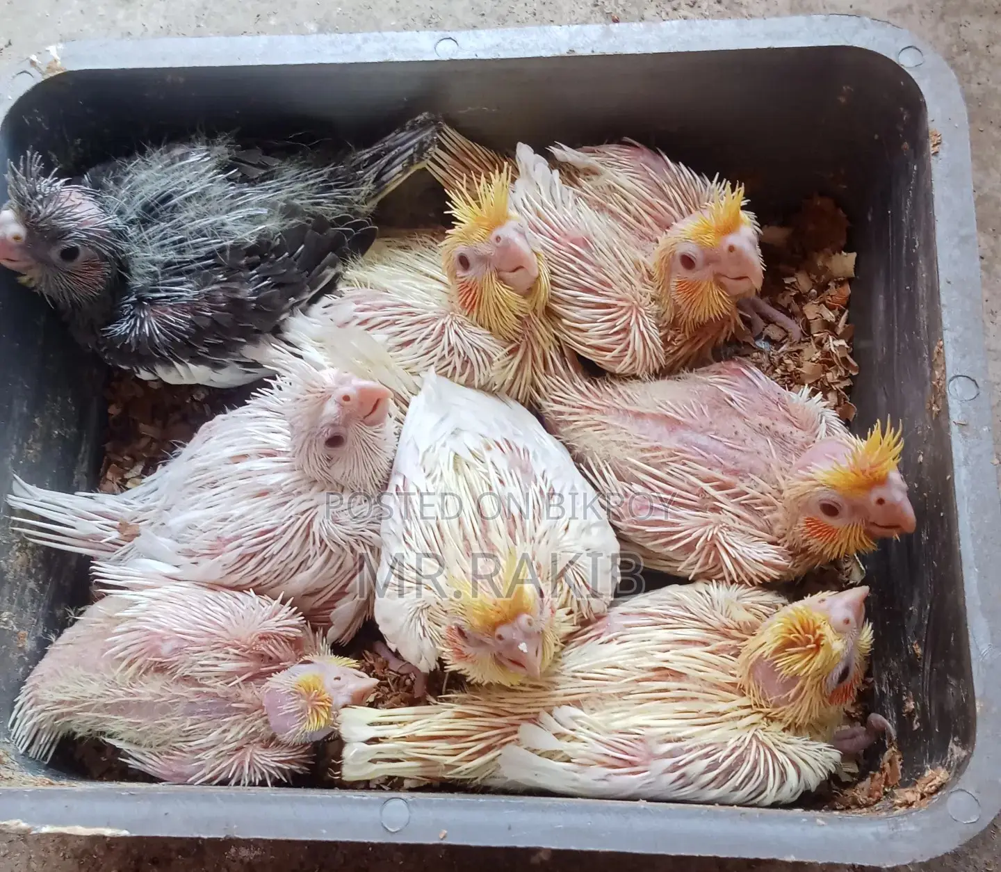 Cockatiel Birds