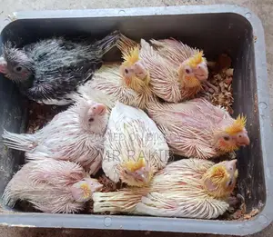 Cockatiel Birds