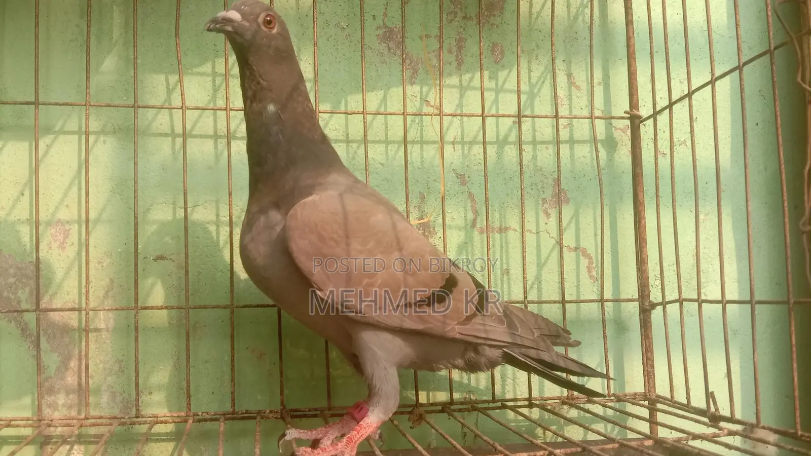 রেসার নর মাদি