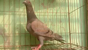 রেসার নর মাদি