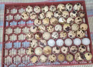 ফ্যান্সি মুরগি এবং ইউরোপিয়ান জায়ান্ট কর্টনিক্স এর বীজ ডিম