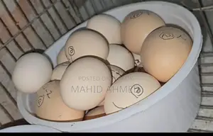 ফ্যান্সি মুরগি এবং ইউরোপিয়ান জায়ান্ট কর্টনিক্স এর বীজ ডিম
