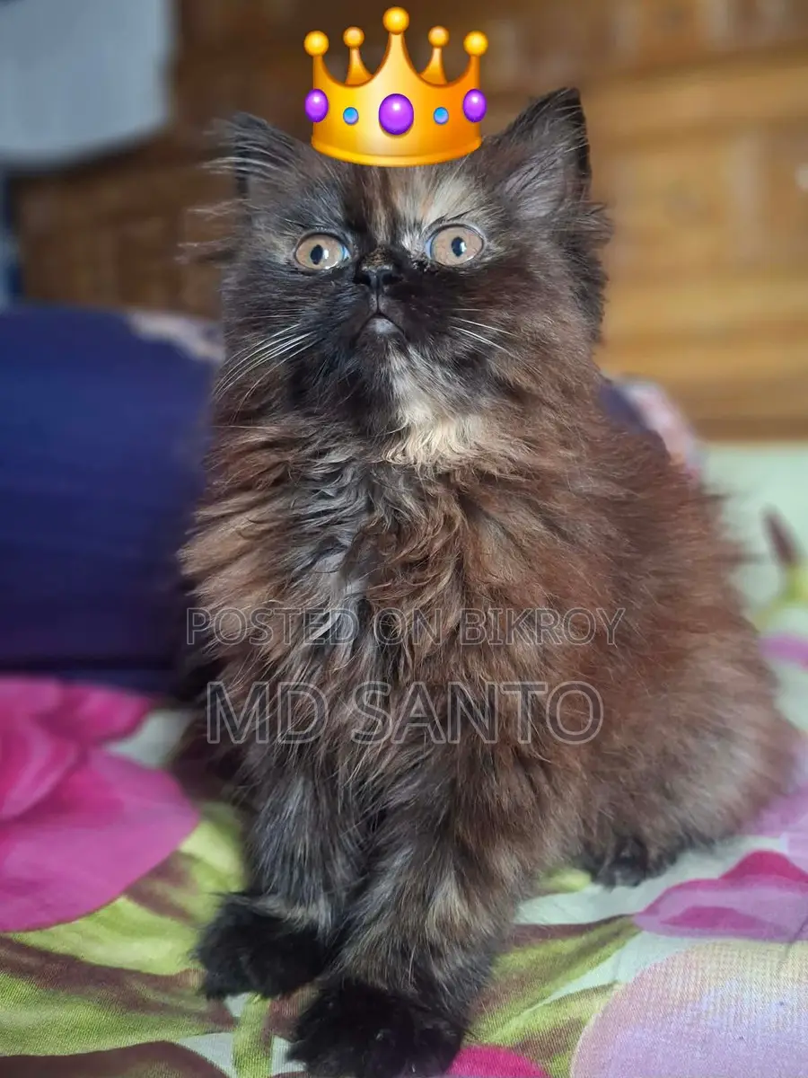 Persian Cat Female