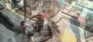 ফাওমি মুরগী বিক্রি করা হবে।