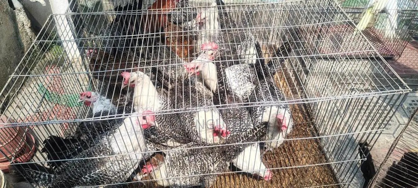 Fayoumi Chickens for Sale