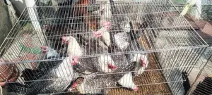 Fayoumi Chickens for Sale