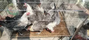Fayoumi Chickens for Sale